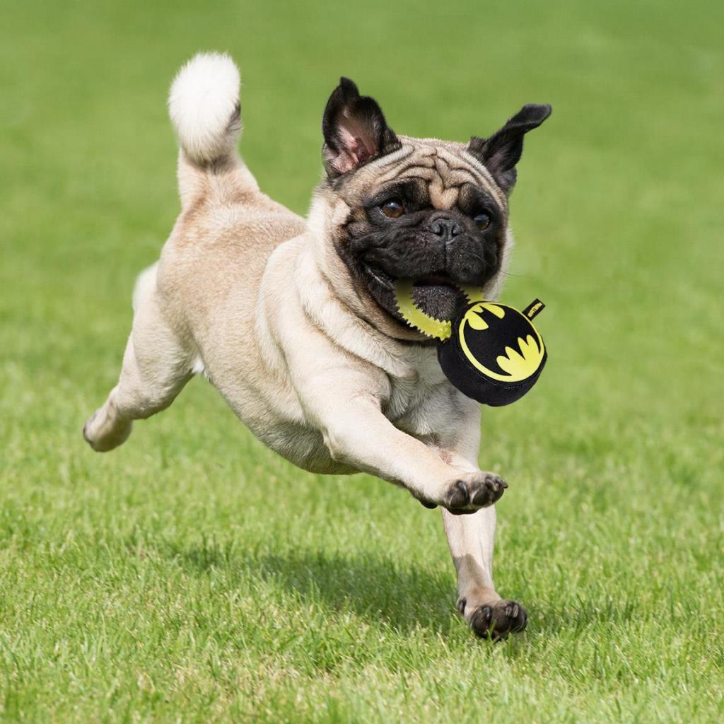 BATMAN - Jouet - Anneau de Dentition pour Chien
