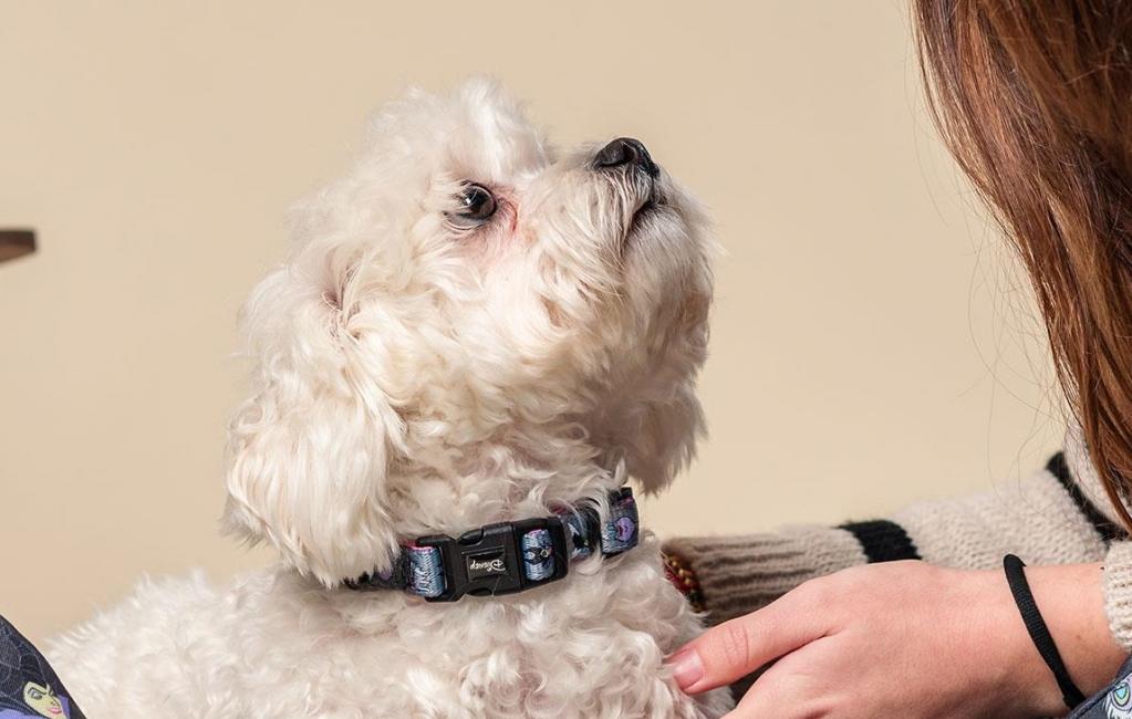 VILLAINS - Collier pour Chien - S
