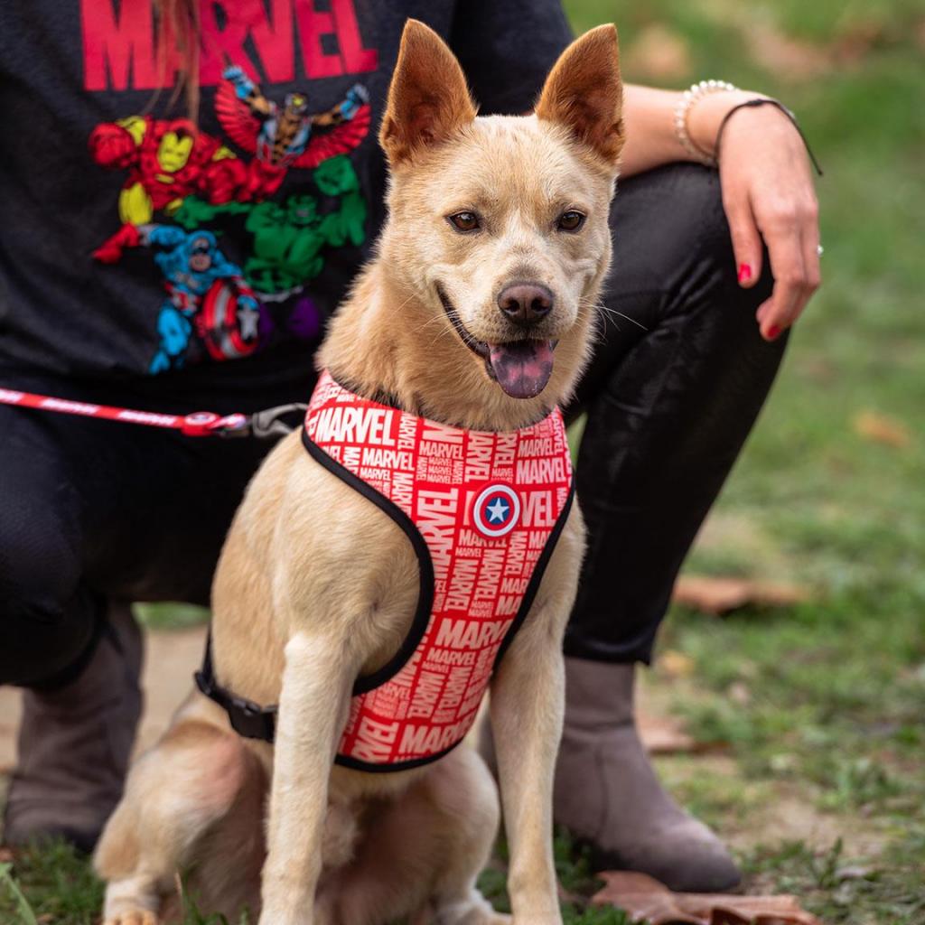 MARVEL - Harnais pour Chien Réversible - XS/S